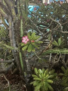 Aruba Caribbean island with turquoise water, white sand beaches and luxury resorts – travel photography by The Jet Set Journal