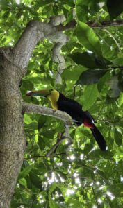 Stunning Costa Rica landscape with rain forest, beaches, wildlife, and tropical travel destinations.