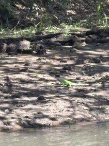 Stunning Costa Rica landscape with rain forest, beaches, wildlife, and tropical travel destinations.