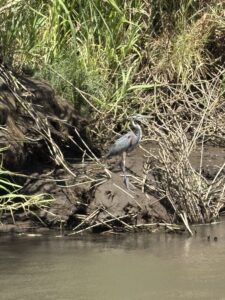 Stunning Costa Rica landscape with rain forest, beaches, wildlife, and tropical travel destinations.