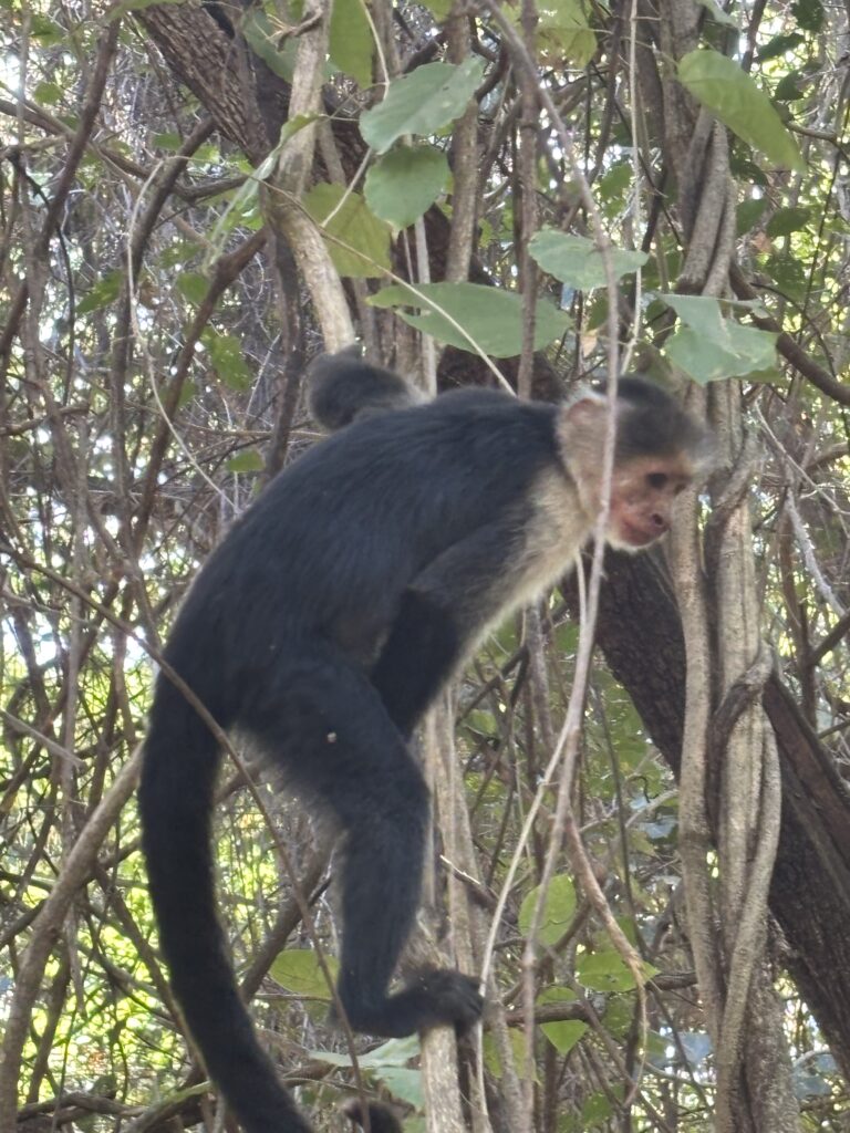 🐊12 Amazing Days in Costa Rica