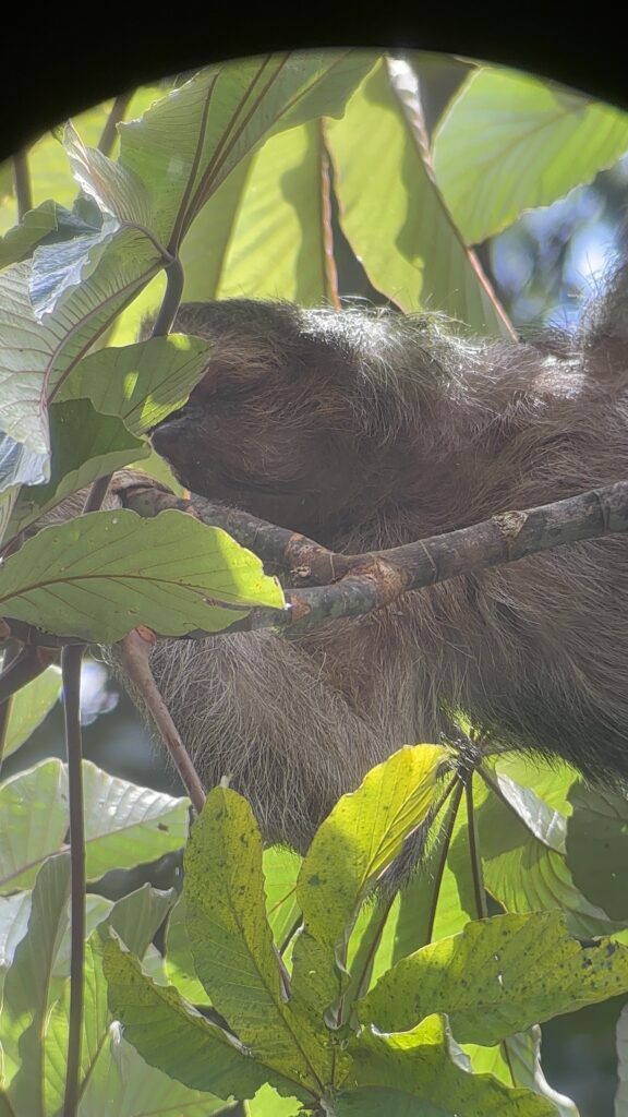 🦥Wildlife Encounters in Costa Rica: Nature at Its Wildest (and Most Beautiful)