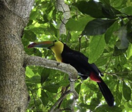 Stunning Costa Rica landscape with rain forest, beaches, wildlife, and tropical travel destinations.