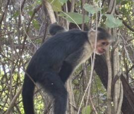 Stunning Costa Rica landscape with rain forest, beaches, wildlife, and tropical travel destinations.