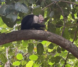 Stunning Costa Rica landscape with rain forest, beaches, wildlife, and tropical travel destinations.