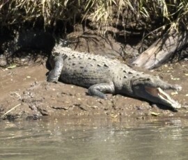 Stunning Costa Rica landscape with rain forest, beaches, wildlife, and tropical travel destinations.