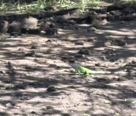 Stunning Costa Rica landscape with rain forest, beaches, wildlife, and tropical travel destinations.