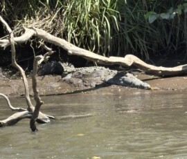 Stunning Costa Rica landscape with rain forest, beaches, wildlife, and tropical travel destinations.