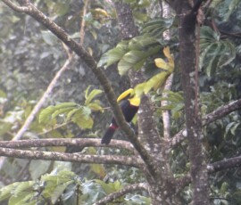 Stunning Costa Rica landscape with rain forest, beaches, wildlife, and tropical travel destinations.