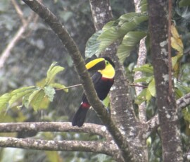Stunning Costa Rica landscape with rain forest, beaches, wildlife, and tropical travel destinations.