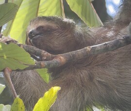 Stunning Costa Rica landscape with rain forest, beaches, wildlife, and tropical travel destinations.