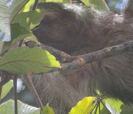 Stunning Costa Rica landscape with rain forest, beaches, wildlife, and tropical travel destinations.