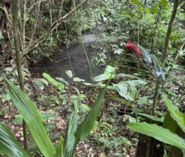 Stunning Costa Rica landscape with rain forest, beaches, wildlife, and tropical travel destinations.
