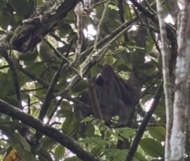 Stunning Costa Rica landscape with rain forest, beaches, wildlife, and tropical travel destinations.