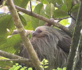 Stunning Costa Rica landscape with rain forest, beaches, wildlife, and tropical travel destinations.